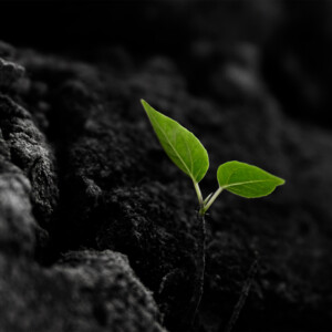 An image of a newly sprouting plant to symbolise the gain of strength and resilience through exercise during and after cancer treatment